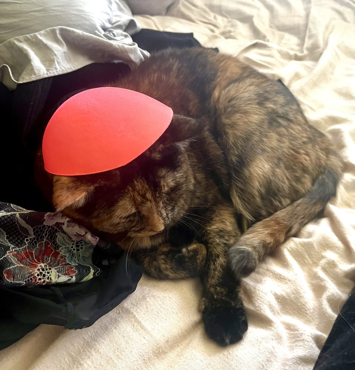 Snuffy Nicole Smith tweet media