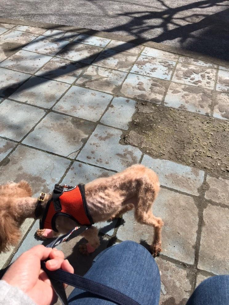 温もりカフェ🐾保護犬里親募集中 tweet media