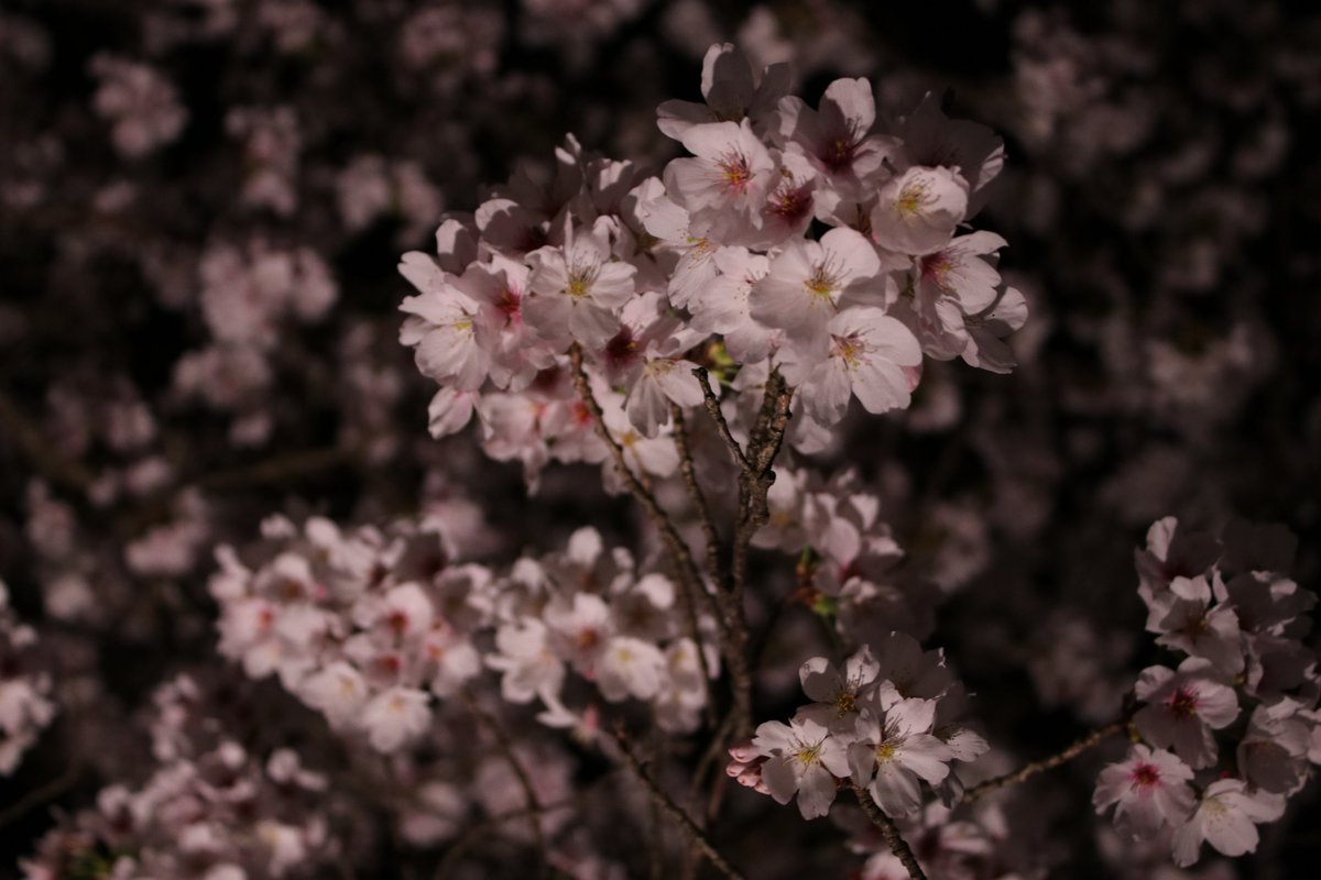 たくぞー tweet media