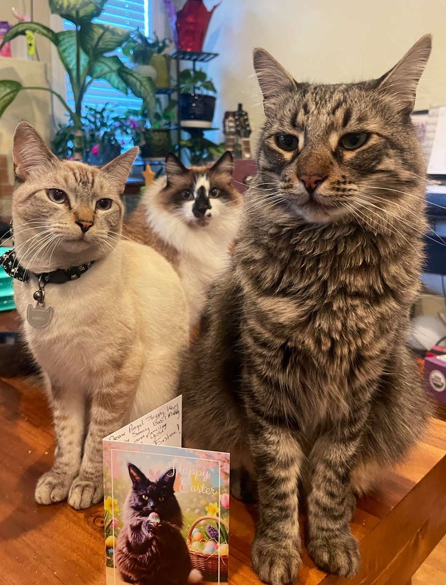 Andrea56822453's tweet image. We’re feeling very loved this Easter.  Thank mew to our sweet friend, Peggy for this beautiful card. It brought smiles all around! Wishing mew a joyful Easter! 🐣 🌸🌿🐇
@HeleenPeggy 

#Caturday #Hedgewatch #CatsOfTwitter #CatsOfX #HappyEaster