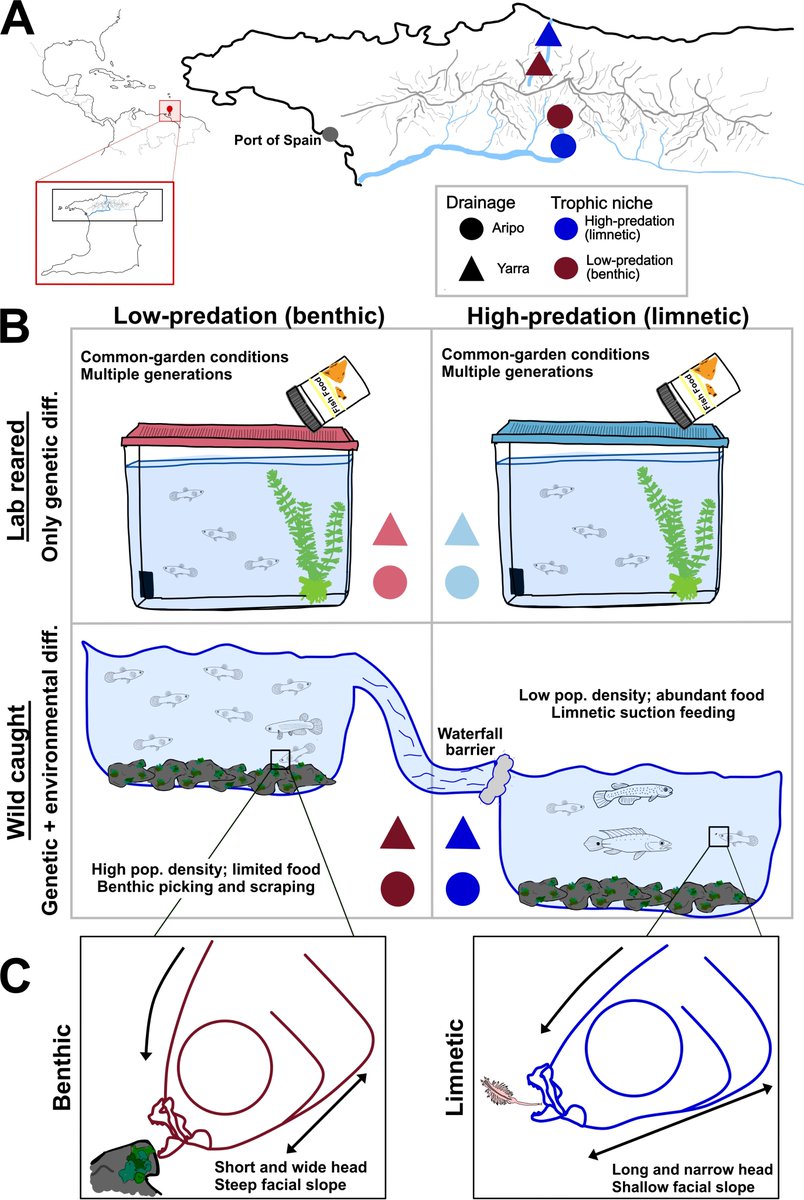 Killifish Foundation - Research and Conservation tweet media