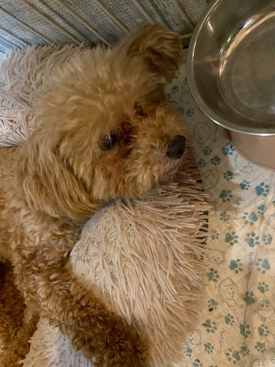 【チャリティショップ】
5(日)もお休みします〜
今、雨は小降りになったのですが玄関前が大きな水たまりになっていました。ちょっとこれは無理そう…
来週は11(土)12(日)と開催予定です。
よろしくお願いいたします★

お腹いっぱいで寝ているぜんいつです。
おやすみ〜★