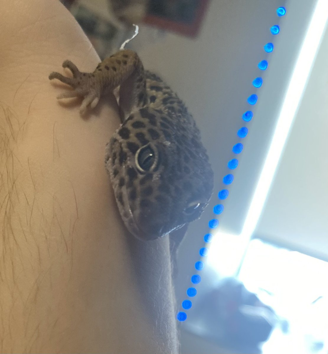 Danielle Lieberman tweet media