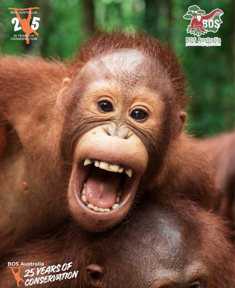 crazy azz orange boy tweet media