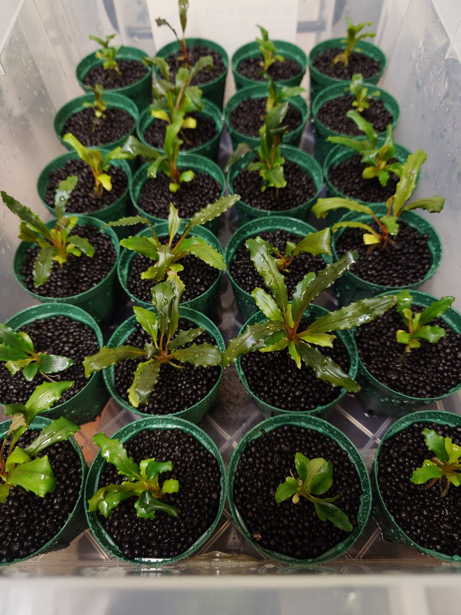 今日も鉢上げ🌱