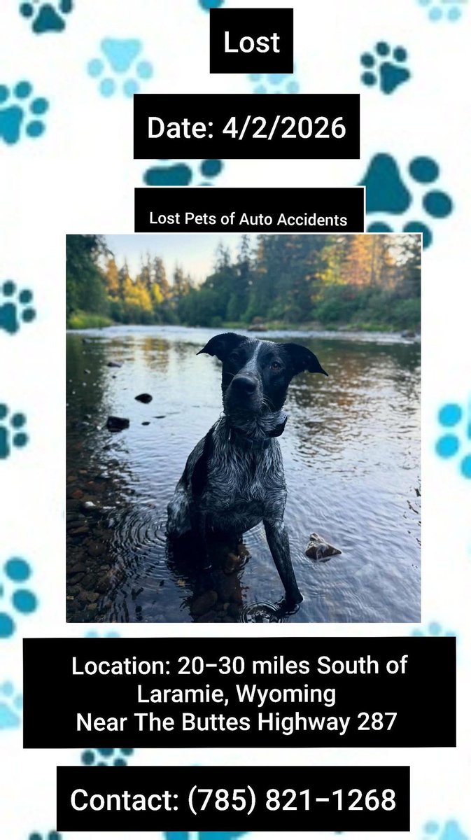 SistersInBiz's tweet image. Otis was involved in a car accident then took off
4/2/26
20-30 miles South of #Laramie #Wyoming 
Near The Buttes on Highway 287
Male
GSP
Black/Grey
Microchipped 
Last seen wearing a harness
Please contact (785) 821-1268 w any sightings
#WY #Lostdog
buff.ly/XRY5gf0