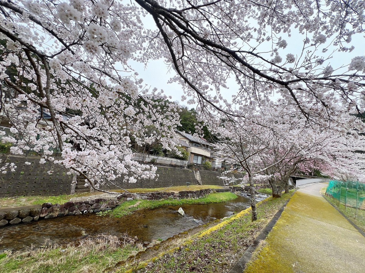 ベニャオ tweet media