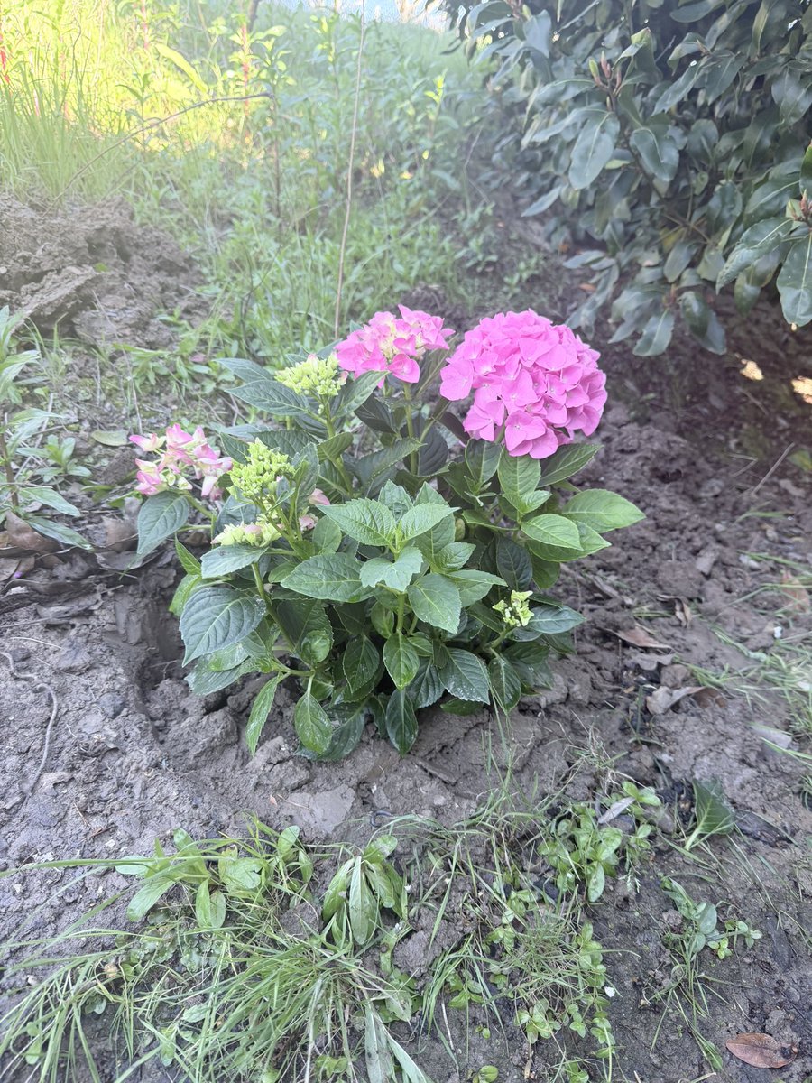 AimLiveAI's tweet photo. I’m a total klutz with my hands, honestly.
But since buying a tiny farm, I’m slowly changing - through my unconscious sensory function. Today I planted hydrangeas and jasmine for the first time. It felt surprisingly good.
But let’s talk symbolism too. What kind of Hurricane with Water would I be without ideas? We have a willow on our land. A big, weeping one. In many pre-Christian cultures, the willow symbolized strength, flexibility, and fertility.
I see this willow as the heart of the property. I want to turn it into something like a hippie place. Inside the house - minimalism (even though I collect everything under the sun), but I’ll only keep books and tarot cards. All the beautiful things I find will go to the willow. I wonder what that spot will become.​​​​​​​​​​​​​​​​

#farm #nature #mbti #happiness