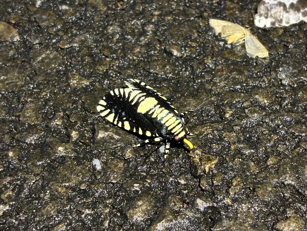 猿ちゃん tweet media