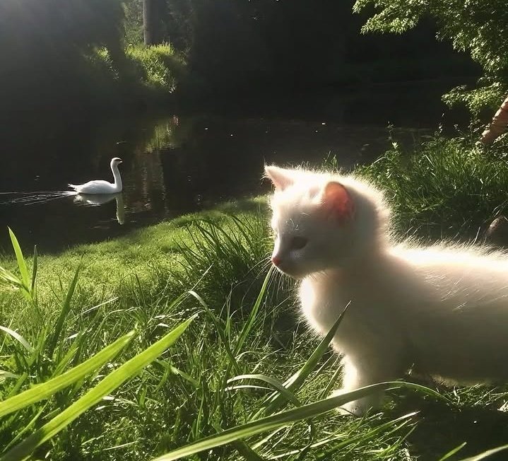 𝑝𝑢𝑟𝑒 tweet media