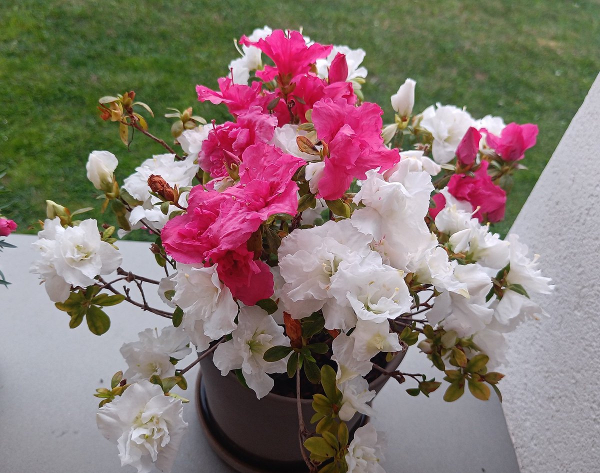 CW: solo dolcezze tweet media