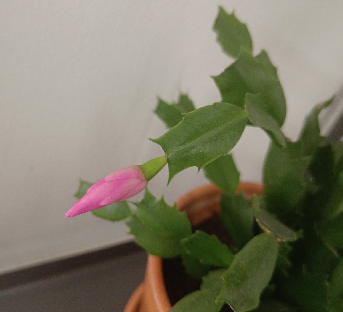 CW: solo dolcezze tweet media