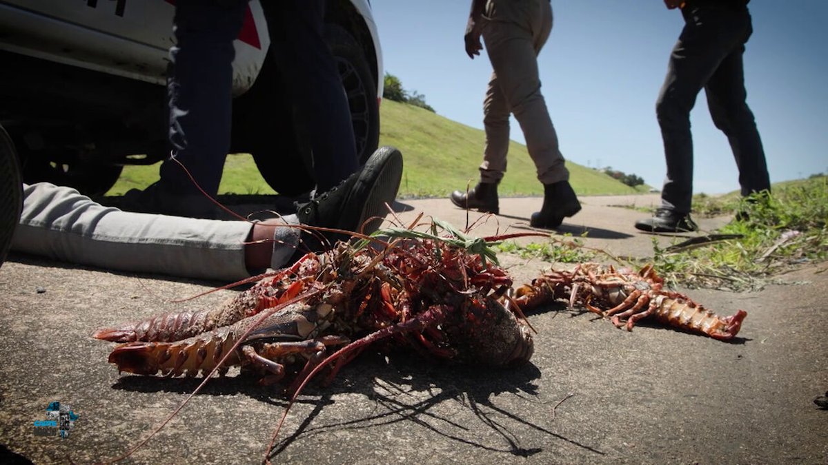 carteblanchetv's tweet image. For some, it’s quick cash. For others, it’s a sign of a collapsing ecosystem. This is a story of intrigue, risk and the race to protect threatened species. Join #CarteBlanche this Sunday at 7pm on @MNet channel 101, and @Dstv Stream.