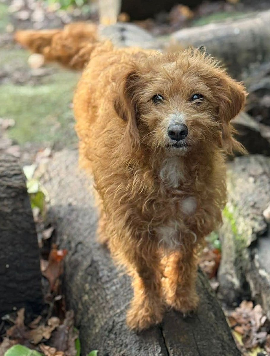 chris towers tweet media