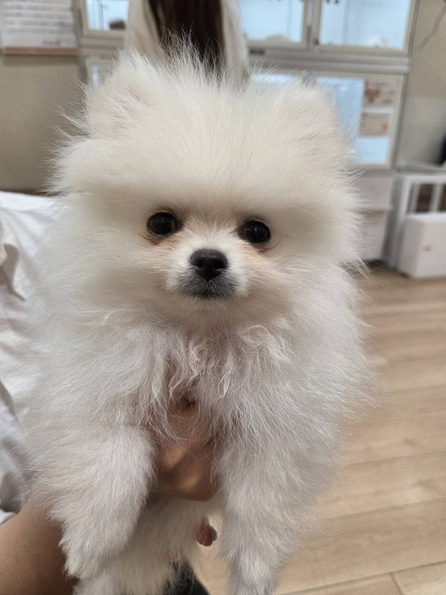 takki193's tweet photo. 「何も言わないのに、全部伝わってくる…」
 #ノエル君  #ポメラニアン  #子犬  #Prince  #一目惚れ https://t.co/DA4dB708g5