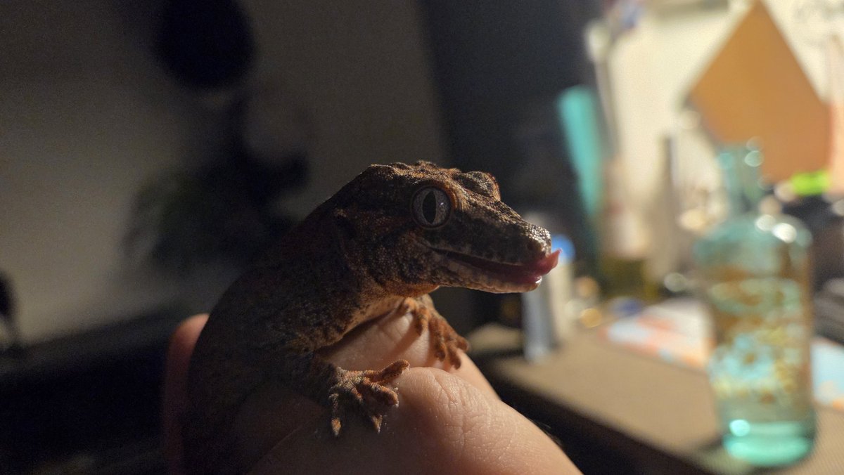 EXITP「パリに咲くエトワールを観よう」 tweet media