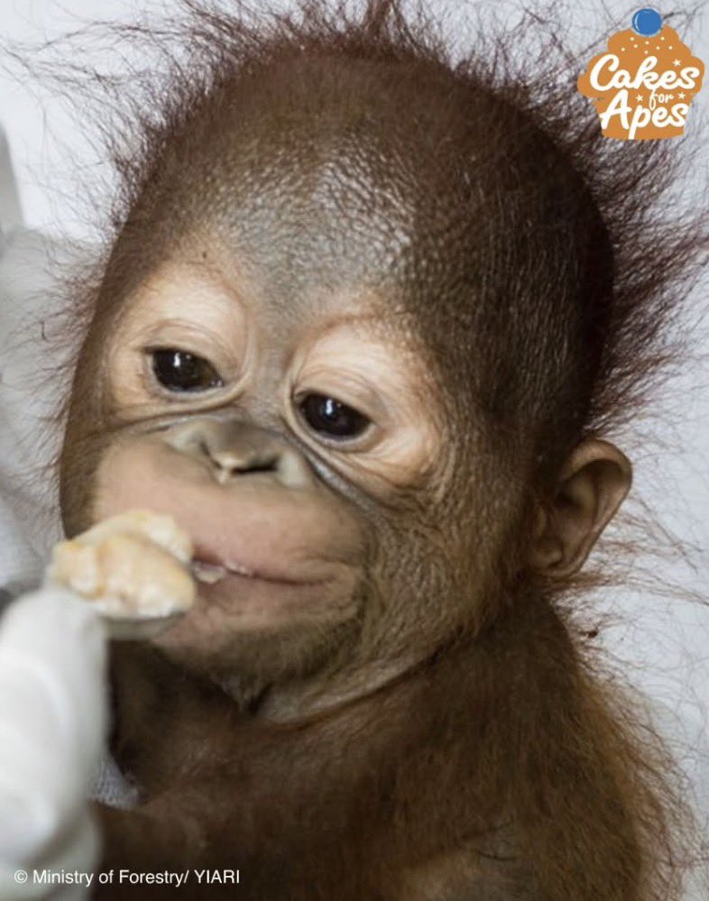 crazy azz orange boy tweet media