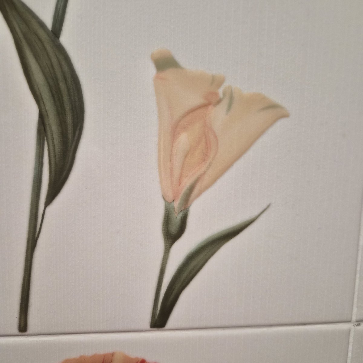 софа суо tweet media