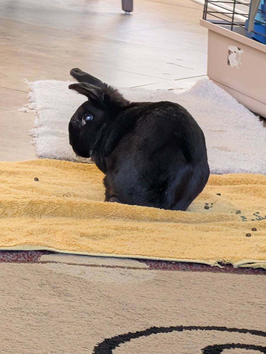 ♠️ACE🇵🇸 tweet media