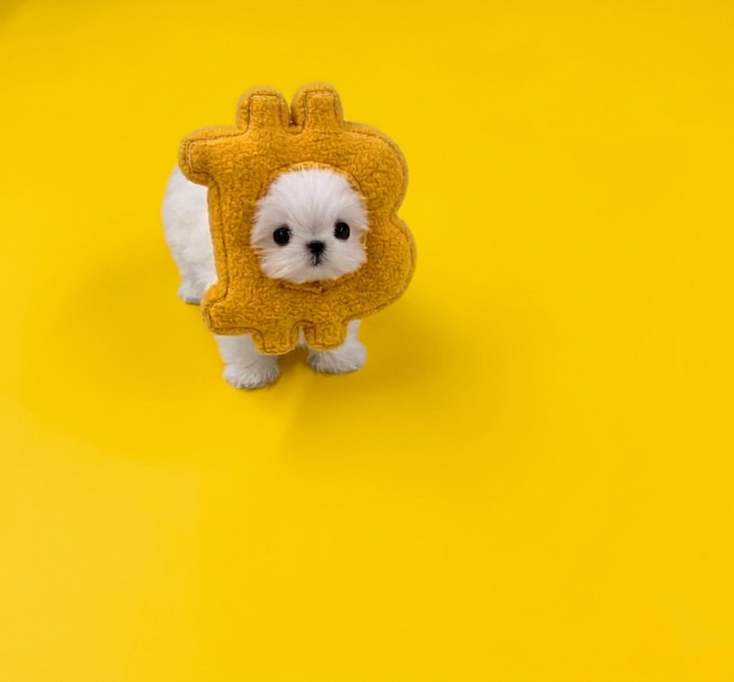 Binance.US 🇺🇸 tweet media