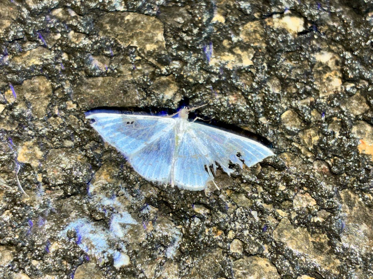 猿ちゃん tweet media