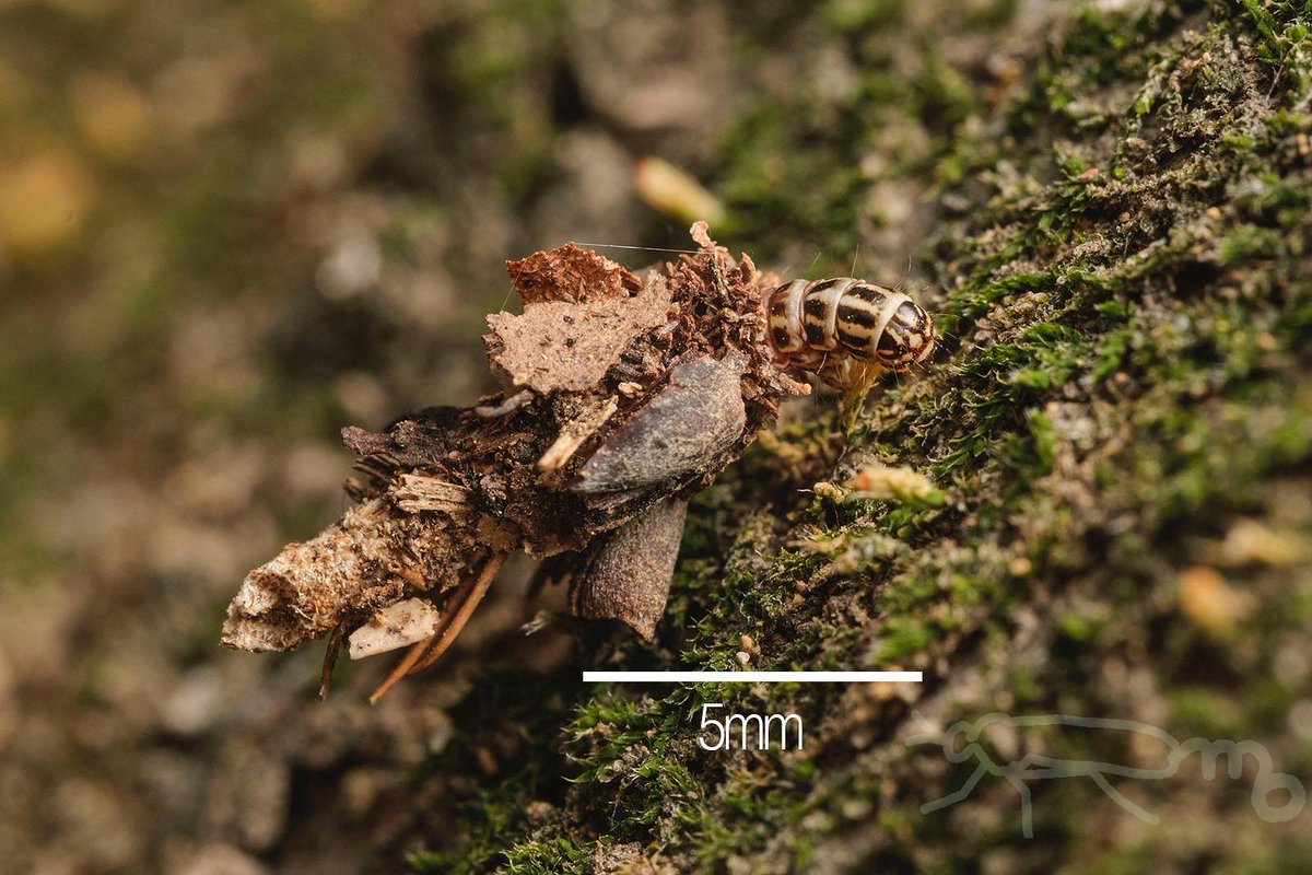 mouuuusa tweet media