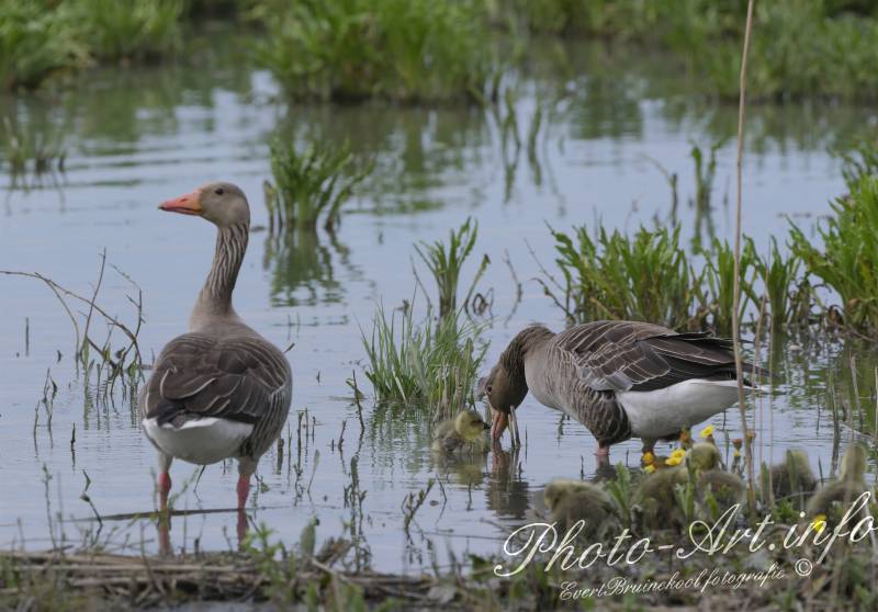 In het zachte #lentezonnetje een trots grauwe #ganzenpaartje naar het water. Zes pluizige bolletjes volgen keurig in een wiebelige rij  hun allereerste zwemles. 

Een held wordt trots liefkozend onthaald door moedergans.  Photo-Art.info