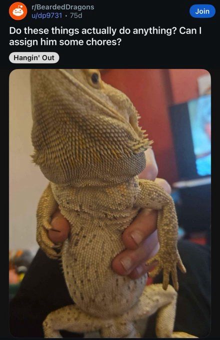 horse dentist tweet media