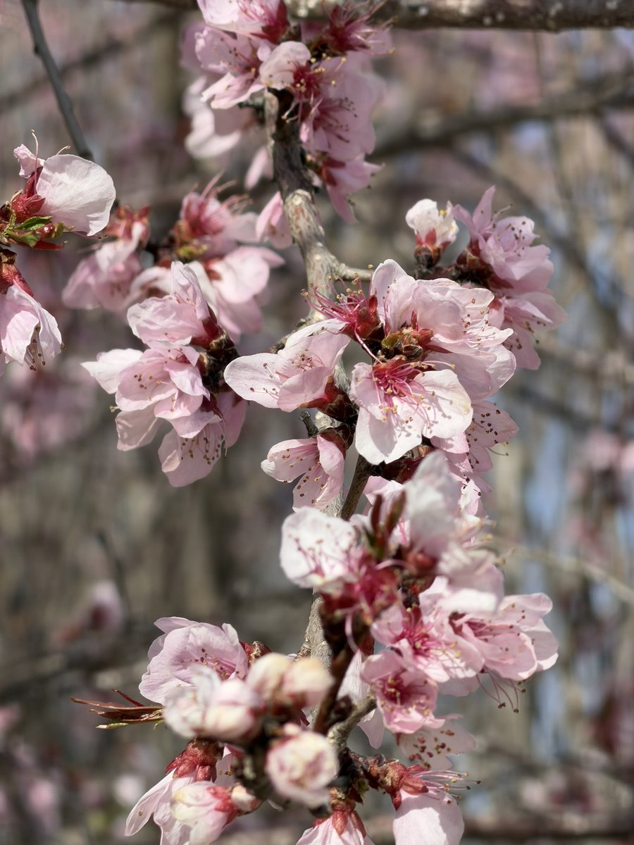 只喝冰镇可口可乐 tweet media