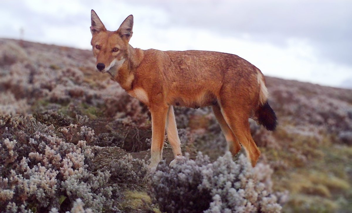 SamuneAbdi's tweet image. I am proud to share this shot of the rarest canid in the world: the #Ethiopian #Wolf. Found only in the high-altitude #Afroalpine moorlands of Ethiopia, these wolves are a symbol of our natural heritage.

@ESA_org @KyKebero @ClaudioSillero @Arctic_paws @anthro_andrew @WildCRU_Ox