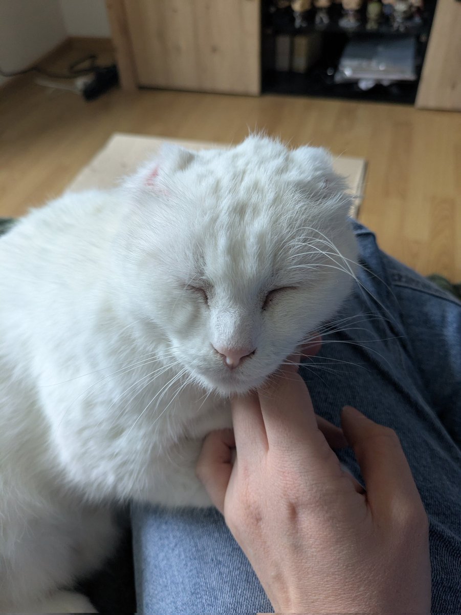 𝐒𝐚𝐬𝐬𝐞𝐧𝐚𝐜𝐡. tweet media