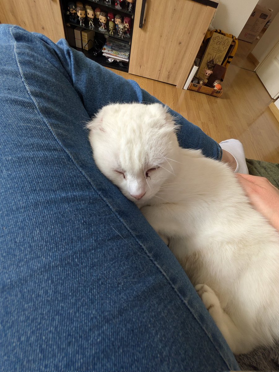 𝐒𝐚𝐬𝐬𝐞𝐧𝐚𝐜𝐡. tweet media