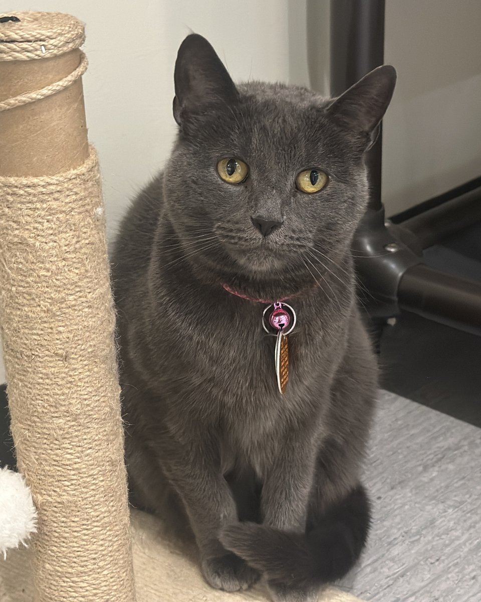 North Shore Animal League America tweet media