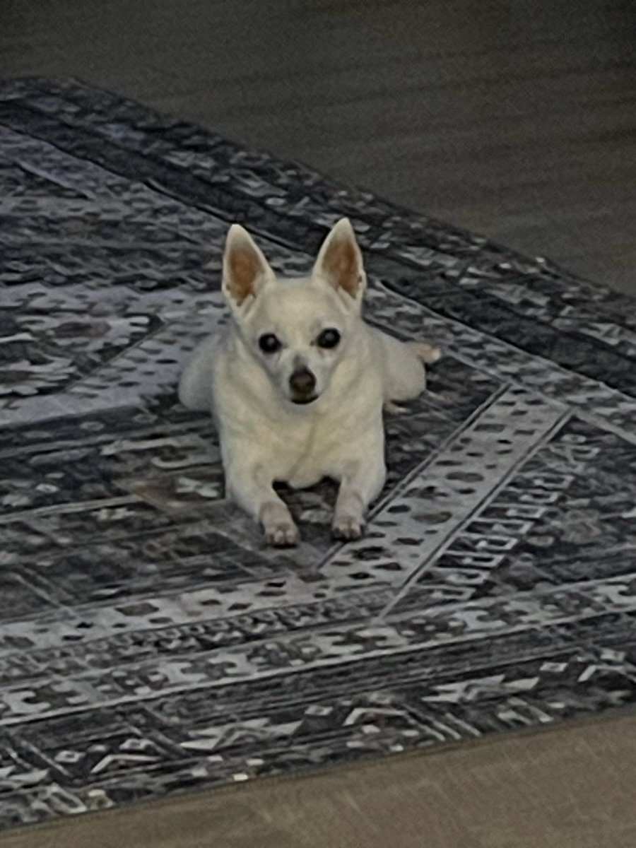 PossiblyProphet's tweet photo. Lost a piece of me today I will always love you Pepper my sweet p she was a gift to this world. I will never forget the day you chose me to feel safe leaping into my lap at the pound. I just hope we gave you the best 7 years ever. Love you pepperoni the sweetest dog I’ve ever met https://t.co/vfnWh0lDrl