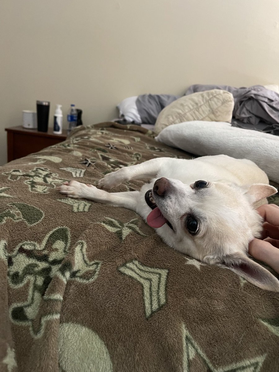 PossiblyProphet's tweet photo. Lost a piece of me today I will always love you Pepper my sweet p she was a gift to this world. I will never forget the day you chose me to feel safe leaping into my lap at the pound. I just hope we gave you the best 7 years ever. Love you pepperoni the sweetest dog I’ve ever met https://t.co/vfnWh0lDrl