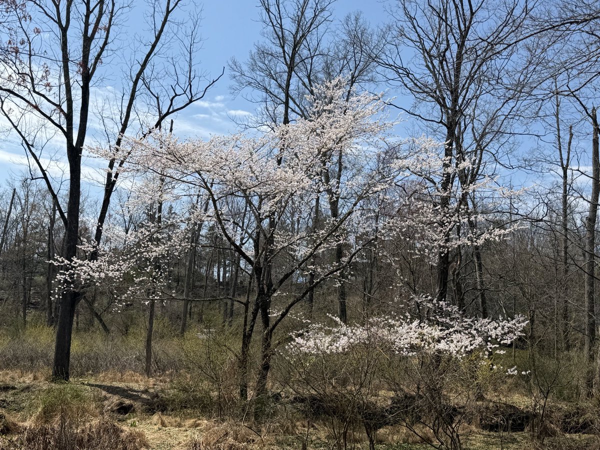 kflynn818's tweet photo. Spring is here. https://t.co/xmZ7Dkuxug