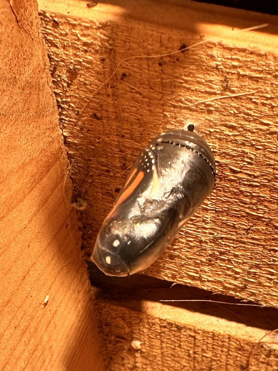 Lana the Bug 🪲💕 tweet media