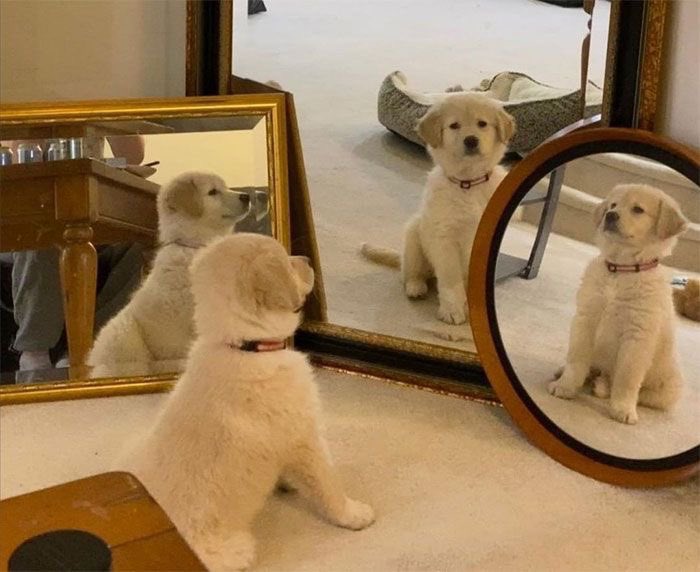 แพวแพว𝜗ৎ tweet media