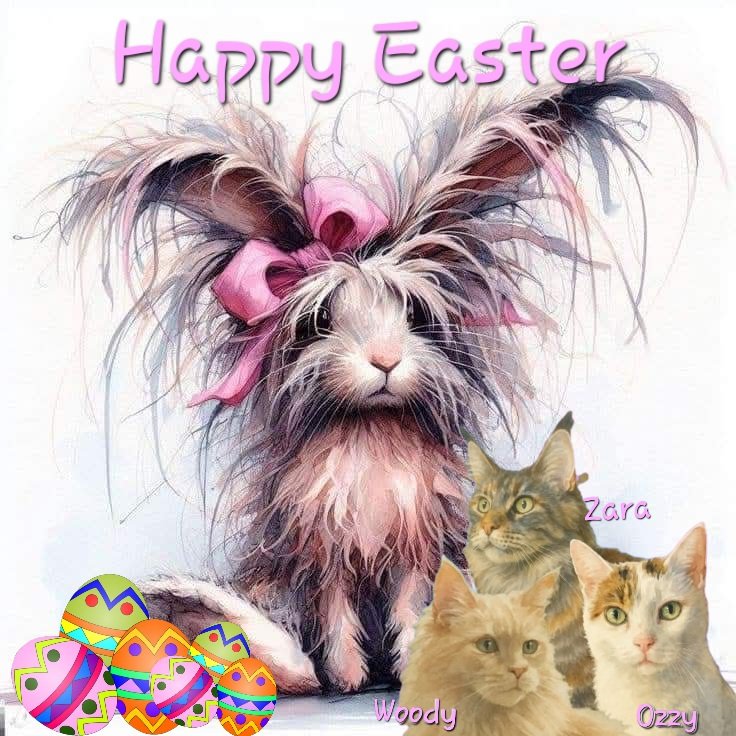 Sandra👩▪︎😺Ozzy 😺Zara 😺Woody tweet media