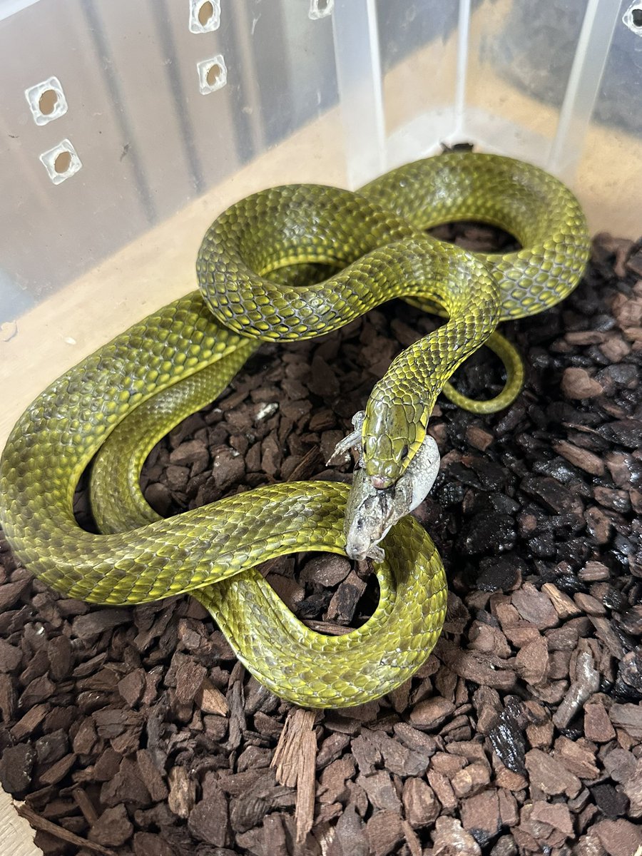 リュウキュウアオヘビ