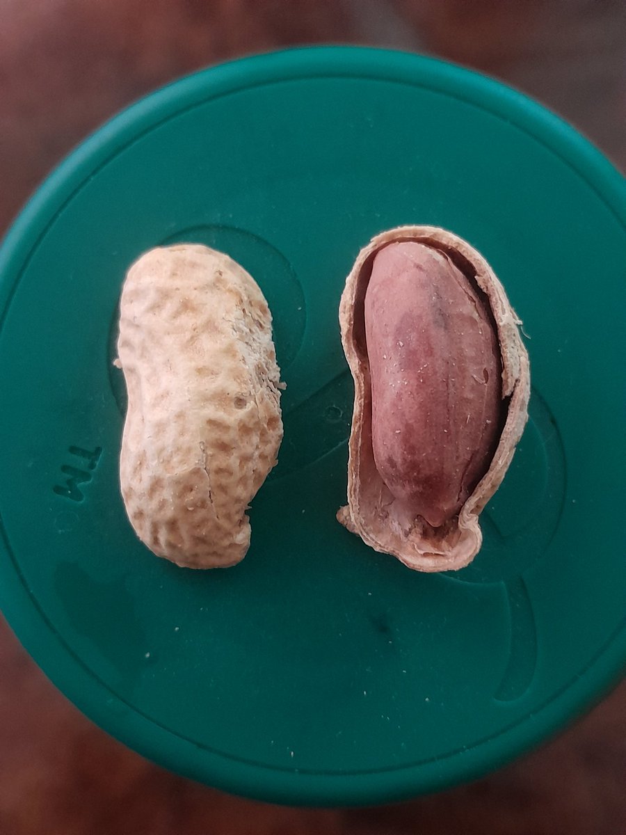 DarthVoid tweet media