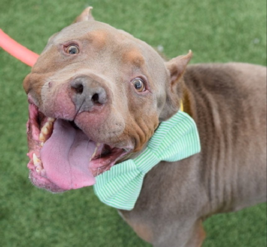 Morgan Fairchild's Dogs tweet media