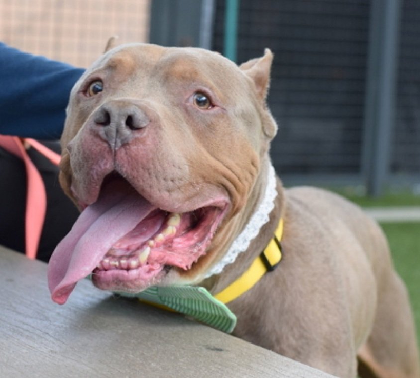 Morgan Fairchild's Dogs tweet media