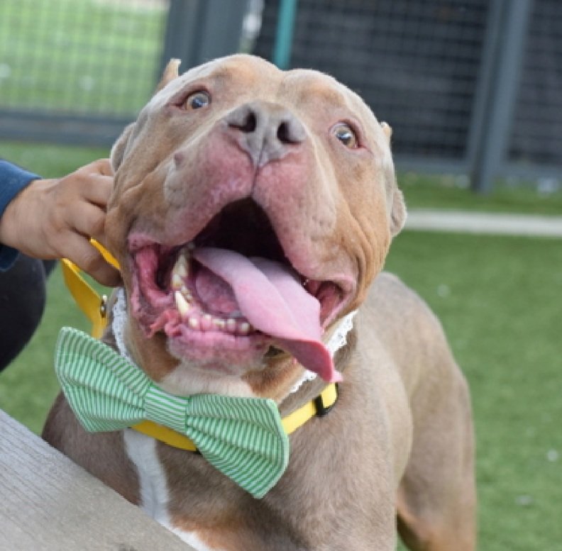 Morgan Fairchild's Dogs tweet media