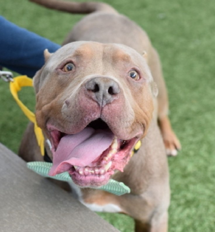 Morgan Fairchild's Dogs tweet media