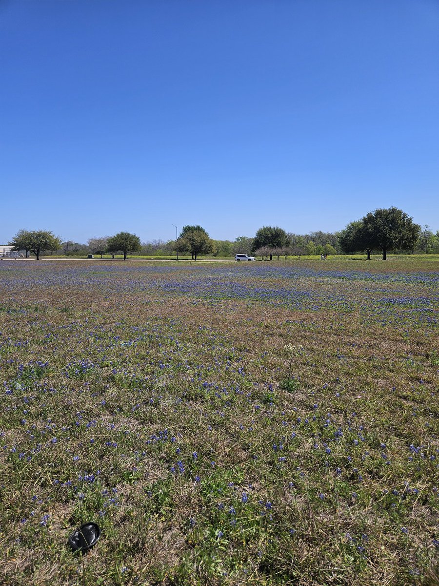 Freedom Bucks on Cronos tweet media