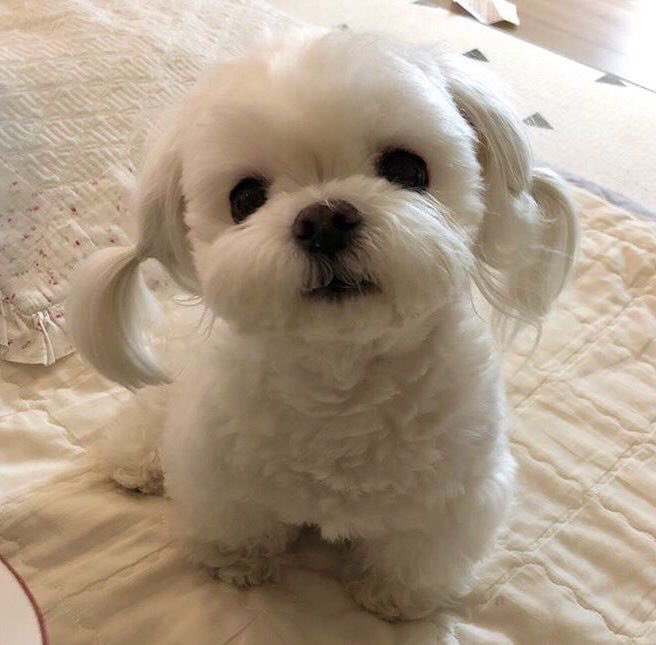 ตั้ง tweet media