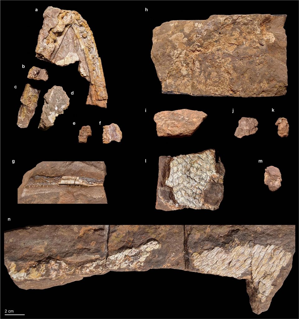 CRCpaleos's tweet photo. FÓSILES
Restos fósiles del holotipo de Qikiqtania wakei (tetrapodomorfo elpistostegaliano del Devónico de Canadá) descubierto en la isla Ellesmere, Canadá 
📷T.A.Stewart et al, 2022
#Devonico https://t.co/iAeolRPyV2