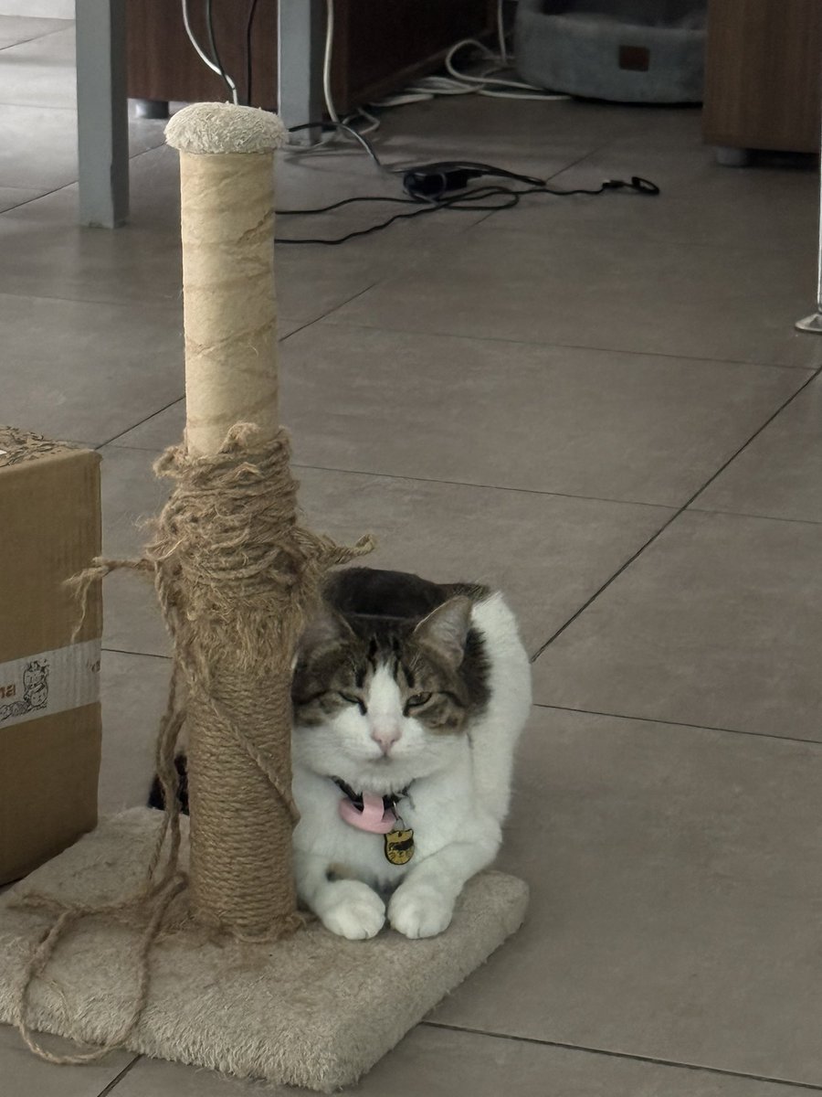 Fırfır tweet media