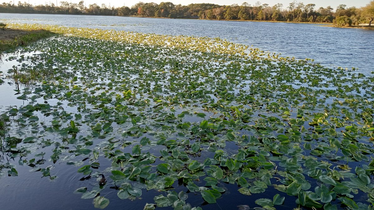<a href="/ValerieAnne1970/">Valerie Anne Smith</a> When the government was shut down, the chemtrails stopped in my area of West Coast, Florida. It even gave the lily pads time to start healing, which is 100% proof that the chemtrails are harmful, and our government has something to do with it.